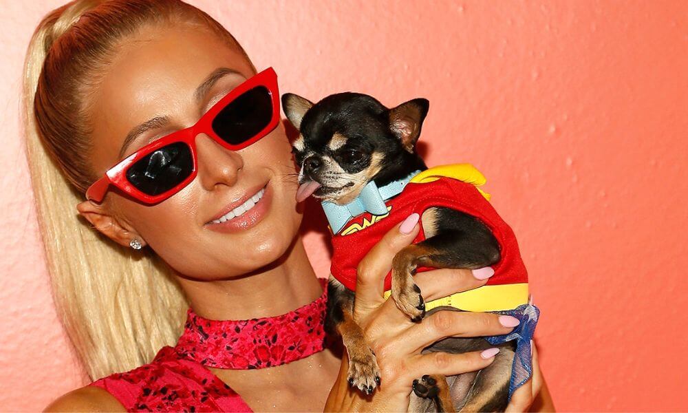 Paris Hilton's Dog Diamond Baby