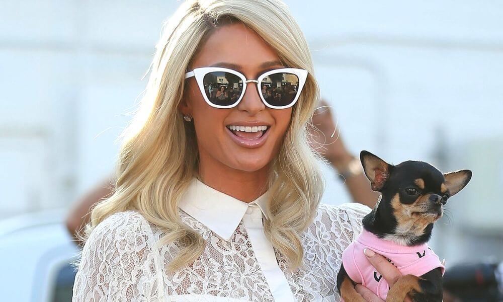 Paris Hilton beloved dog Diamond Baby